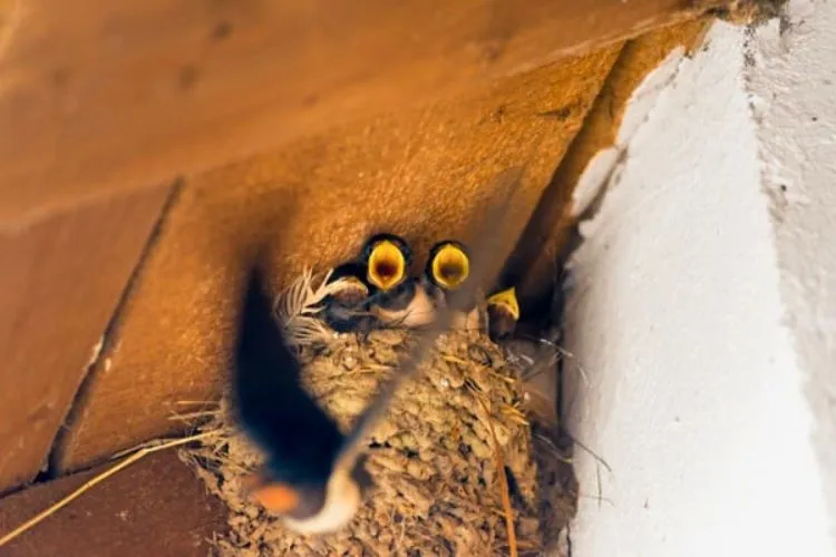 How to Keep Birds Out of Your Gazebo