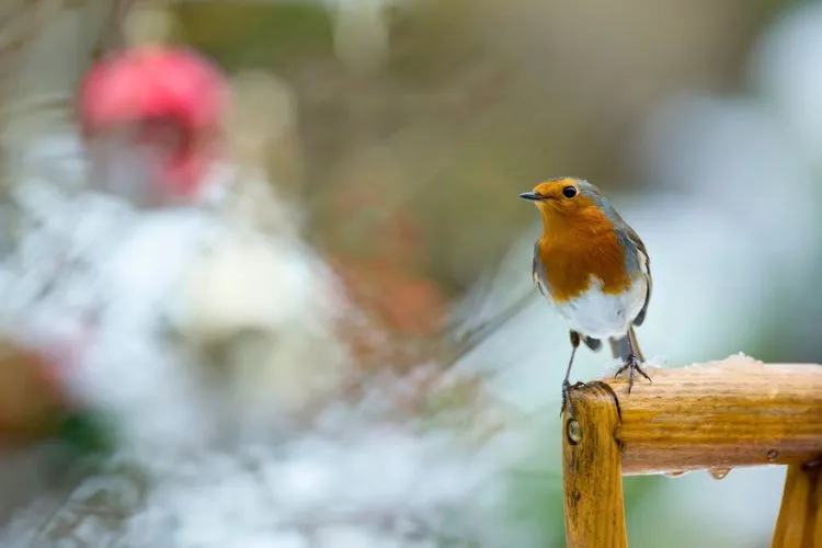 Why Birds Are Attracted to Gazebos